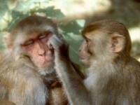 Dragoste de mama! Maimutele, la fel de afective cu puii lor, ca si oamenii!