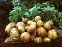 Cartofi Amflora