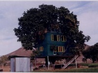 UIMITOR! Casa din copacul de mango! Ai locui in ea?