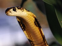 Cobra asiatica