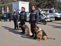 Cum va fi sarbatorita Ziua Politiei Romane la Timisoara: porti deschise, demonstratii de interventie si dresaj.Vezi programul