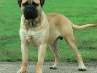 Bullmastiff Francez