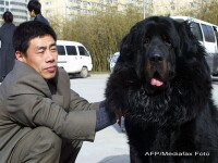 Mastiff-ul tibetan a devenit o afacere pentru chinezi