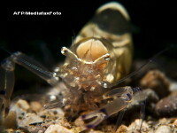 Alerta in UK. Specialistii se tem de crevetele dement. Ucide din placere