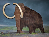 mamut lanos