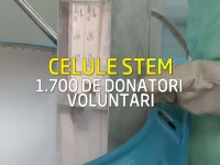 Celule stem
