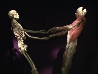 Expozitie controversata la Muzeul Antipa: 200 de trupuri umane, conservate in silicon