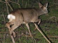 Imagini sinistre în Arad. Zeci de căprioare au fost găsite moarte pe câmp
