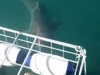 rechin ataca un scafandru