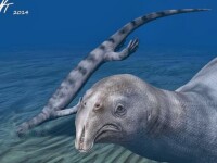 Oamenii de stiinta au descoperit in China fosila unei reptile extrem de ciudata. Avea sute de dinti pe o singura falca