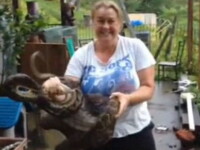 O femeie din Australia a descoperit ca un piton imens i-a mancat cainele din curte. VIDEO