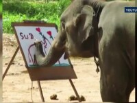 Misterul din spatele elefantilor care picteaza mai bine ca multi oameni a fost rezolvat de un zoolog englez