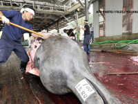 balena ucisa de japonezi