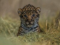 Eveniment la Gradina Zoologica din San Diego. Publicul a vazut pentru prima data puiul de jaguar de doar 2 saptamani