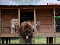 Prietenie neobisnuita intre un leu, un tigru si un urs, care fac totul impreuna. Unde au fost descoperite cele trei animale