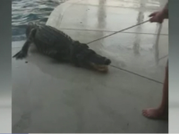 Aligator de trei metri lungime descoperit de un barbat din Florida in piscina. Cum a ajuns reptila in curtea lui