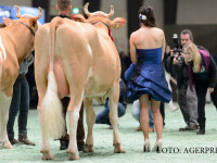 concurs de frumusete vaci in Elvetia