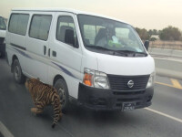 Un tigru a fost filmat plimbandu-se printre masini in plina zi, in capitala Qatar-ului. FOTO si VIDEO