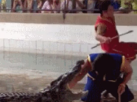 A bagat mana in gura unui crocodil, iar ce a urmat i-a ingrozit pe cei care priveau de pe margine: VIDEO