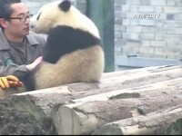 Cum invata un ursulet panda sa isi faca un selfie. Imaginile au cucerit internetul