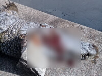 crocodil ucis ZOO Tunis