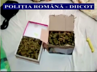 cannabis cluj