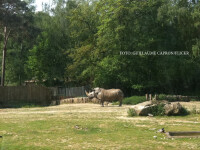 rinocer la zoo din Thoiry