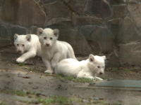 Trei pui de leu, albi complet, noua senzatie din parcul zoo din Budapesta. Felinele de 2 luni au iesit prima data afara