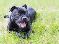 Staffordshire Bull Terrier