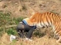 Bărbat mâncat de tigri, după ce a încercat să intre la ZOO sărind gardul