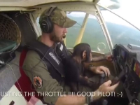 pui cimpanzeu pilot