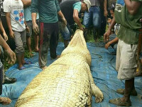 Crocodil de 6 metri, ucis în Indonezia. Descoperire șocantă în stomacul său. FOTO
