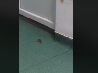 Șoarece filmat într-un spital din Craiova, în salonul copiilor. VIDEO