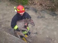 Imagini tulburătoare. Pompierii salvează un pui de căprioară, care era lovit. VIDEO