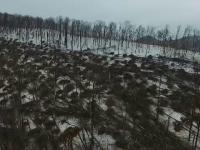 Dezastru provocat de ploaia înghețată: o pădure uriașă a fost pusă la pământ