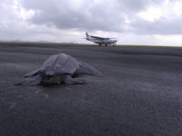 Broască țestoasă uriașă, pe pista de aterizare a unui aeroport din Costa Rica