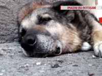 Rex, câinele care a păzit 13 ani sediul ISU Botoșani, operat cu ajutorul pompierilor