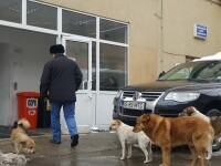 Câini maidanezi fotografiaţi printre pacienţi, în curtea celui mai mare spital din Moldova