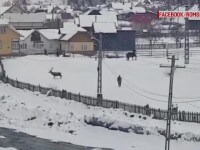 Cazul cerbului care s-a ”împrietenit” cu un cal. Wild Bucovina susține că a fost ucis, Romsilva neagă