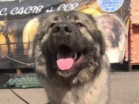 Peste 1000 de câini participă la un concurs de frumusețe, la Bistrița: „Sunt pufoși și jucăuși”