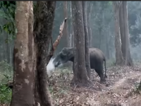 Elefant surprins „fumegând”, după ce a mâncat cărbuni. VIDEO
