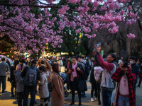 Oamenii fotografiază cireșii înfloriți într-un parc din Tokyo