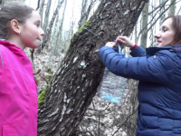 Seva de mesteacăn, remediul miraculos pe care românii îl consumă de sute de ani