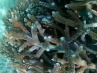 corali seychelle