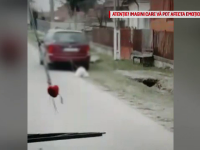 Viceprimar din Argeș, surprins târând un câine pe șosea. Explicația bărbatului