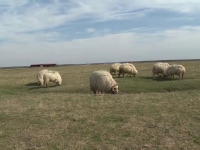 protest fermieri, bihor, taxa pe pasune