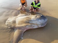 Un exemplar gigantic de peşte-lună a eşuat pe o plajă din Australia - 1