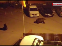 ursi in Busteni