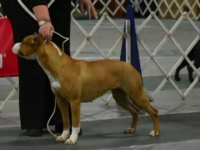 Unul dintre cei mai scumpi câini din lume a dispărut pe aeroportul din Atlanta