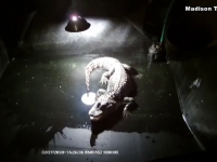 Motivul pentru care un aligator a fost ținut în beci timp de 25 de ani